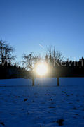 Sonne zwischen zwei Winterbäumen