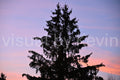 Tannenbaum im Abendlicht