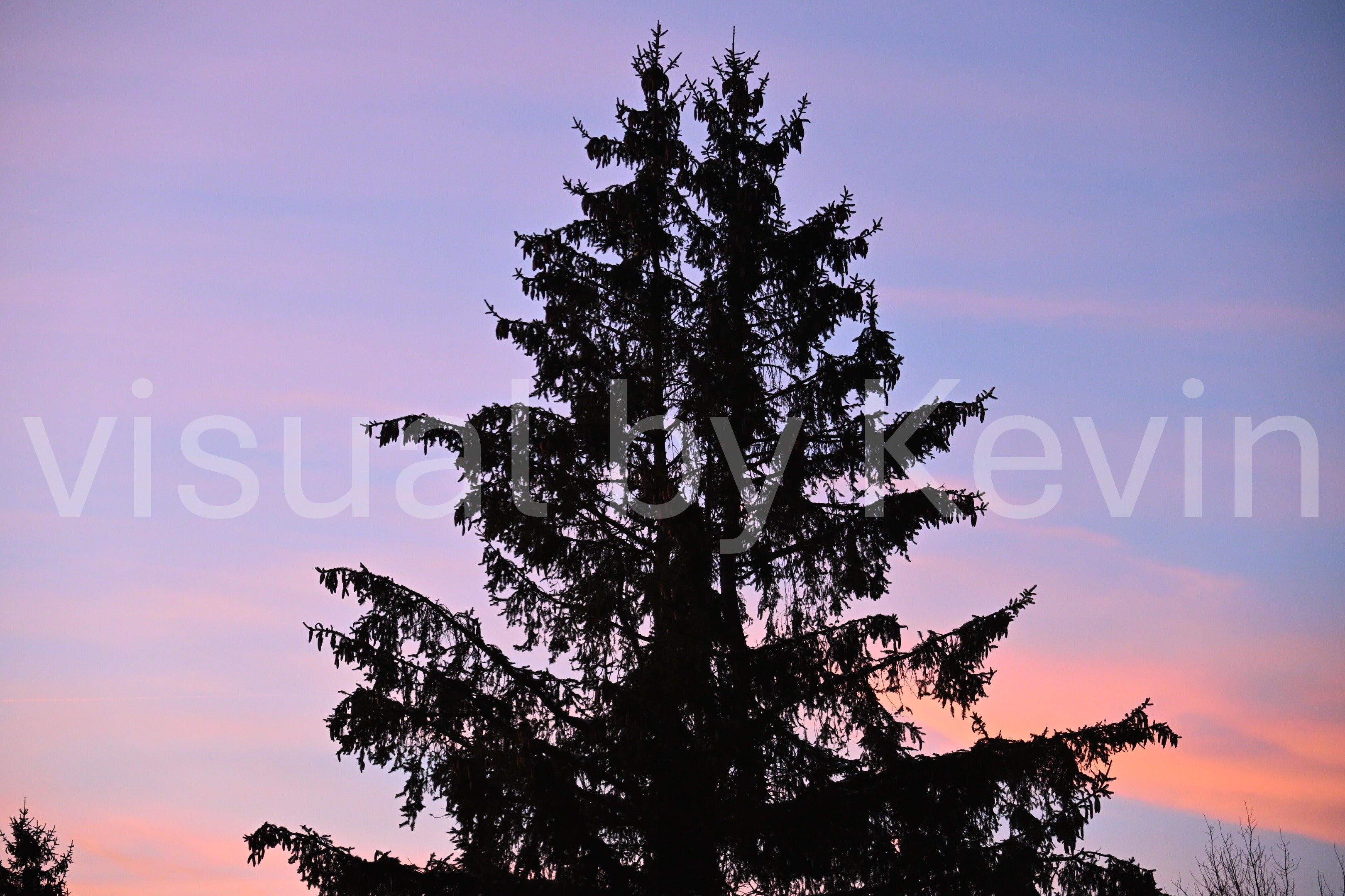 Tannenbaum im Abendlicht