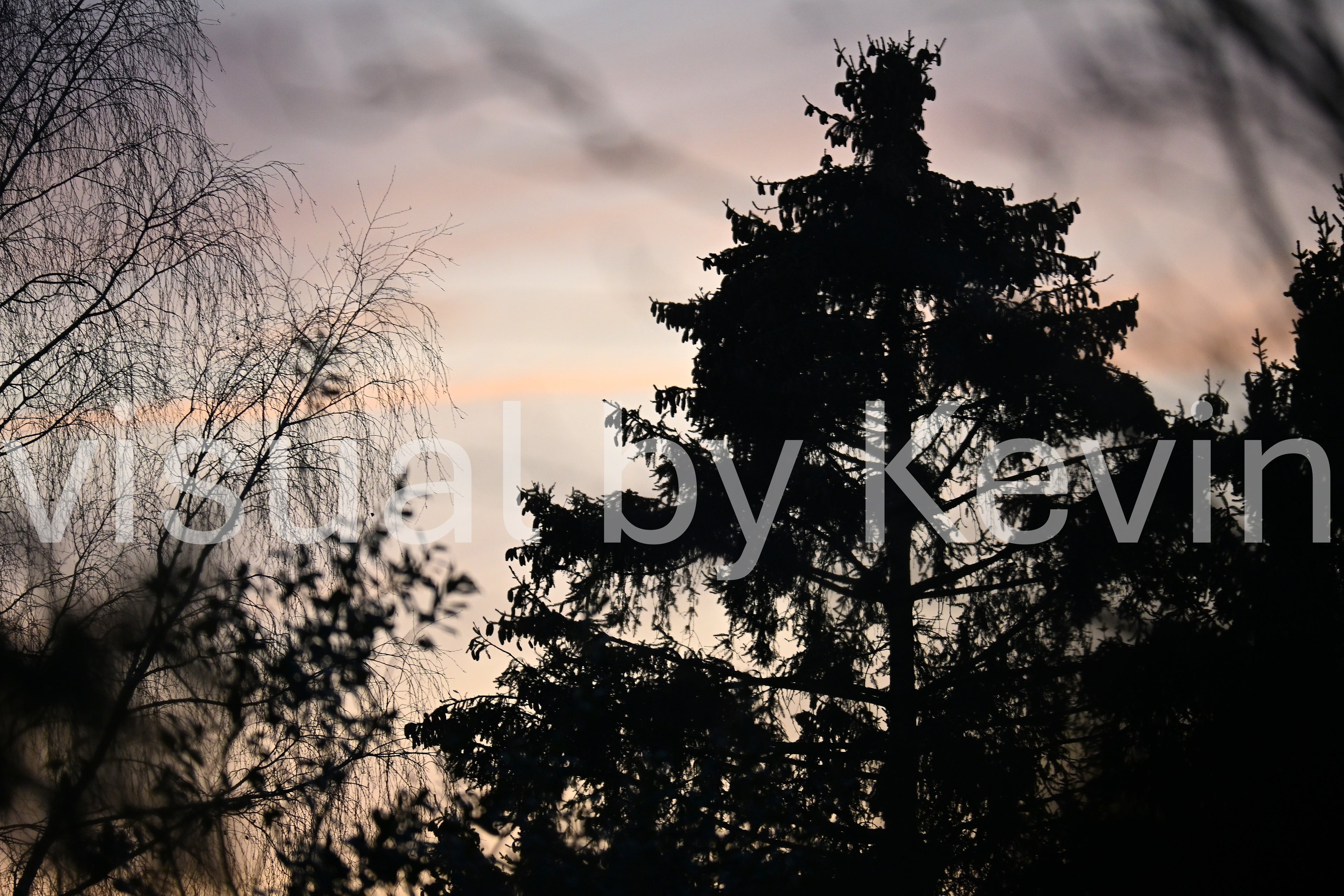 Tanne im Abendlicht