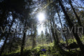 Sonnenlicht bricht durch den Wald