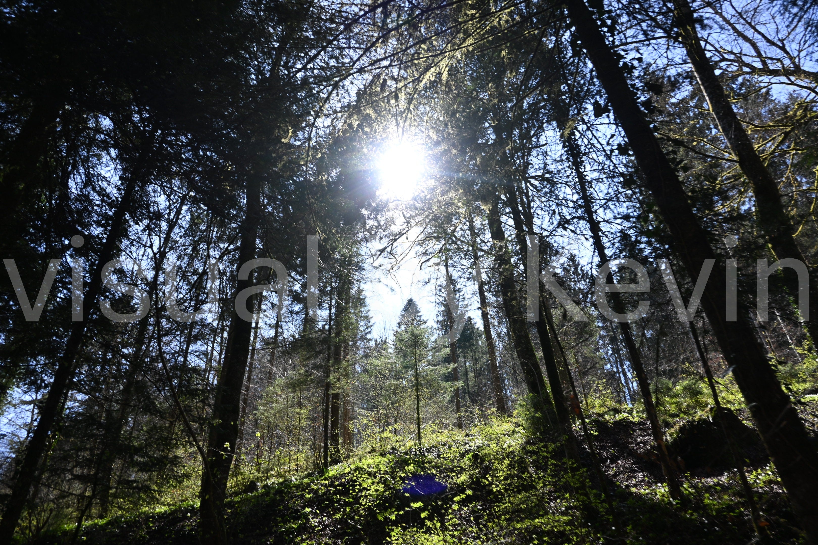 Sonnenlicht bricht durch den Wald