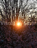 Sonnenuntergang hinter blühendem Baum