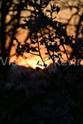 Sonnenuntergang hinter Baumästen