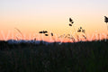 Gräser im Abendlicht