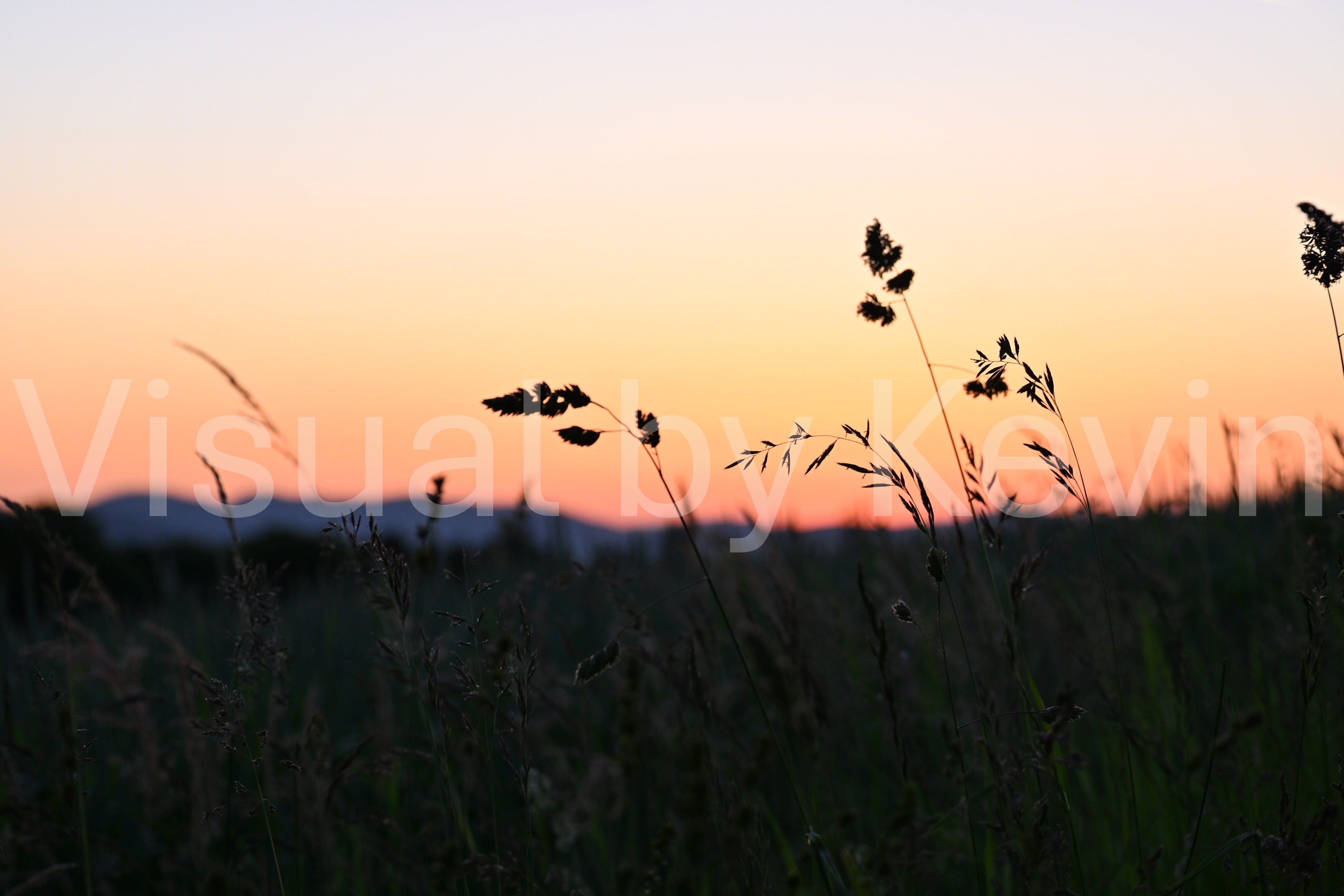 Gräser im Abendlicht