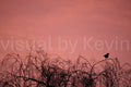 Vogelsilhouette bei Sonnenuntergang