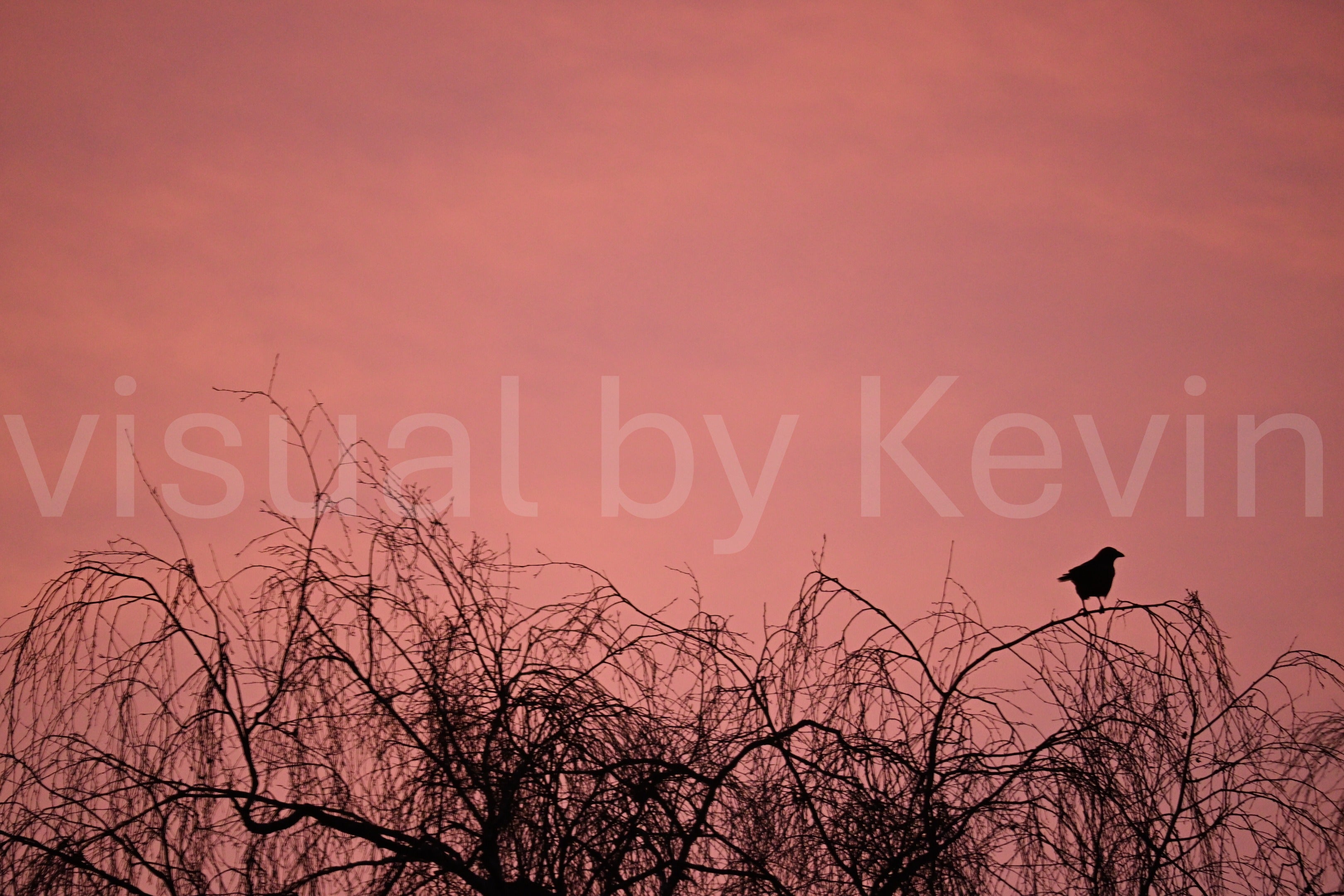 Bird silhouette at sunset