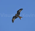 Greifvogel im Flug vor blauem Himmel