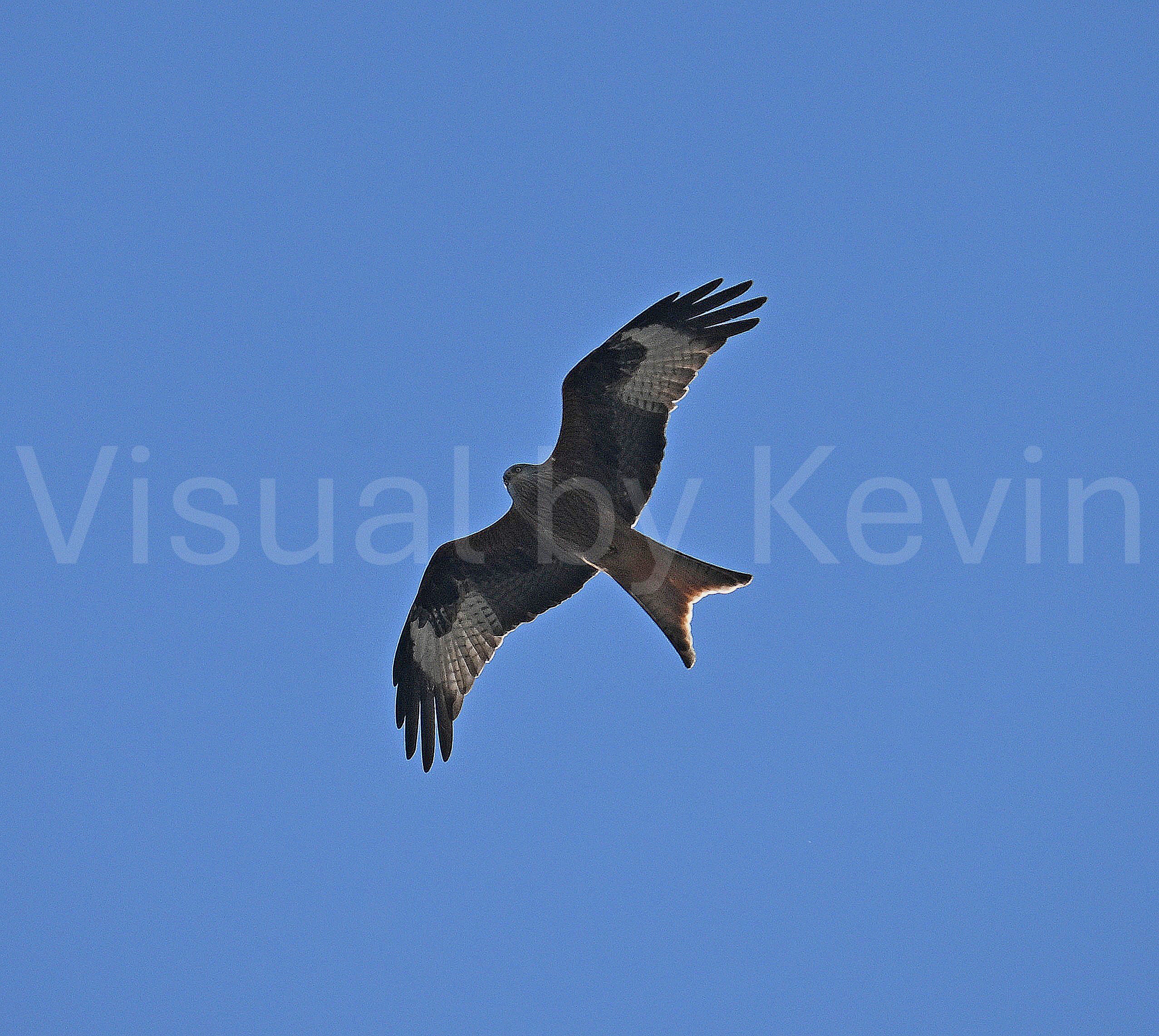 Bird of prey in flight against a blue sky