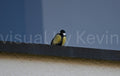 Bird on a windowsill