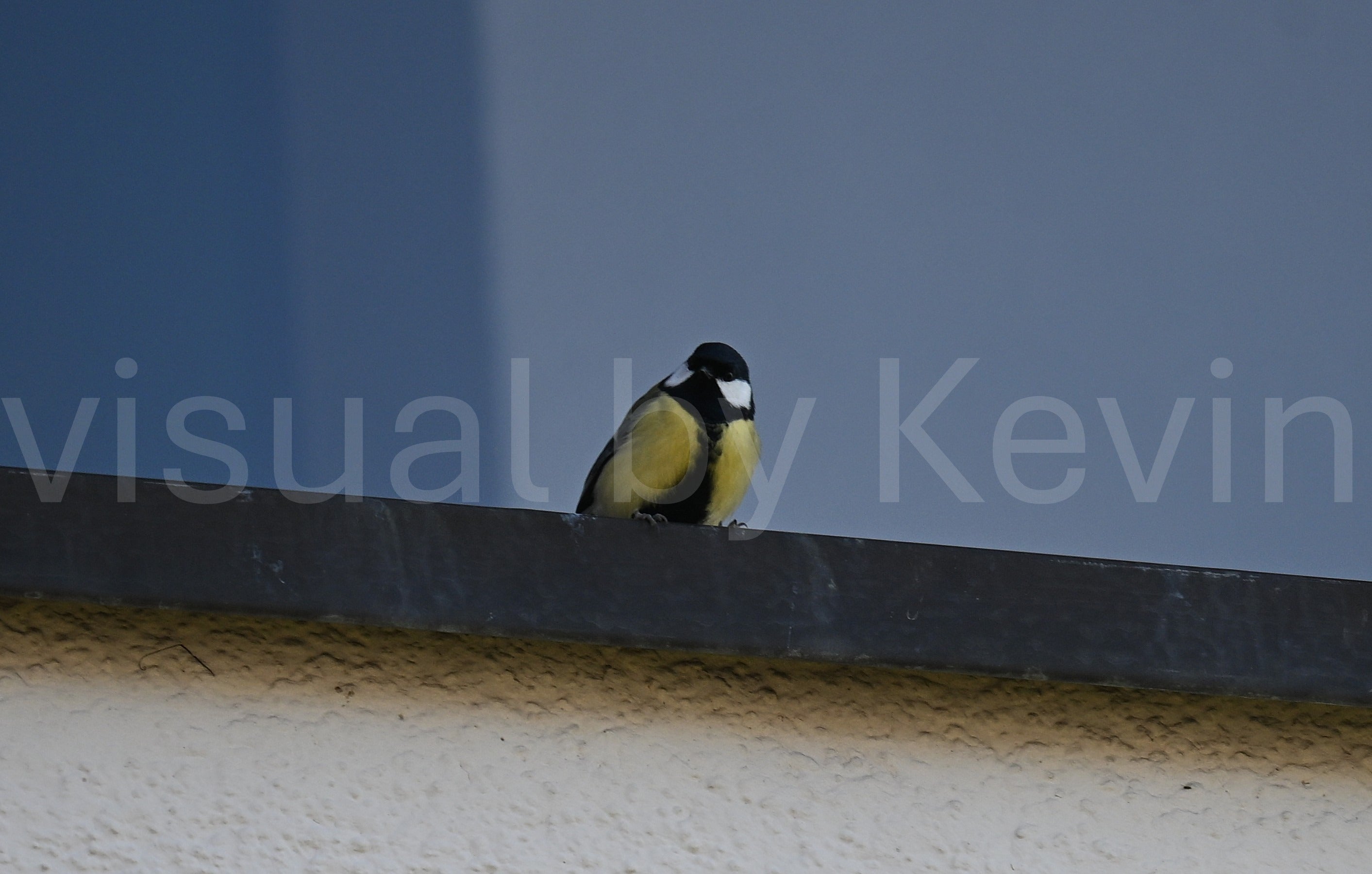 Bird on a windowsill