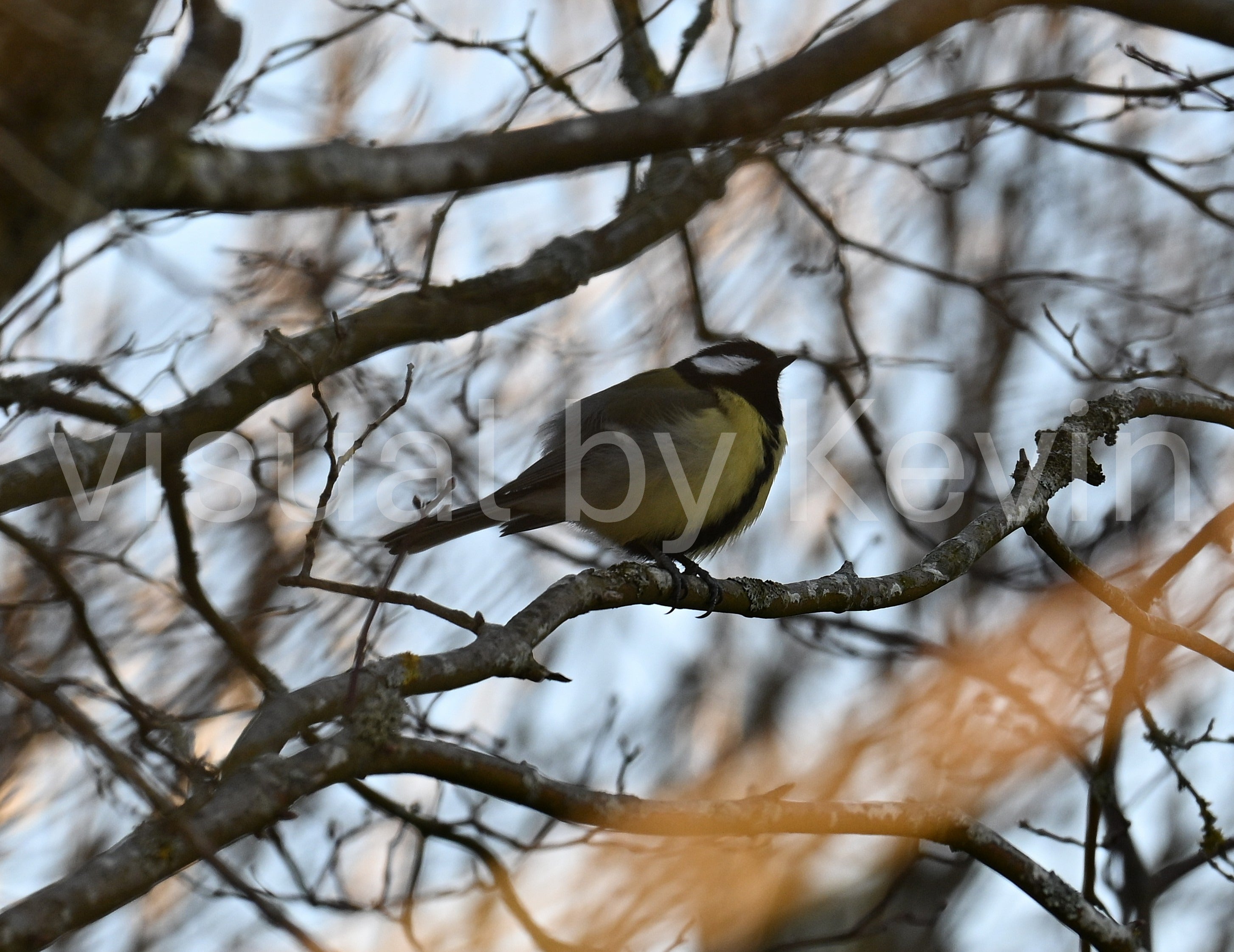 Bird among many branches