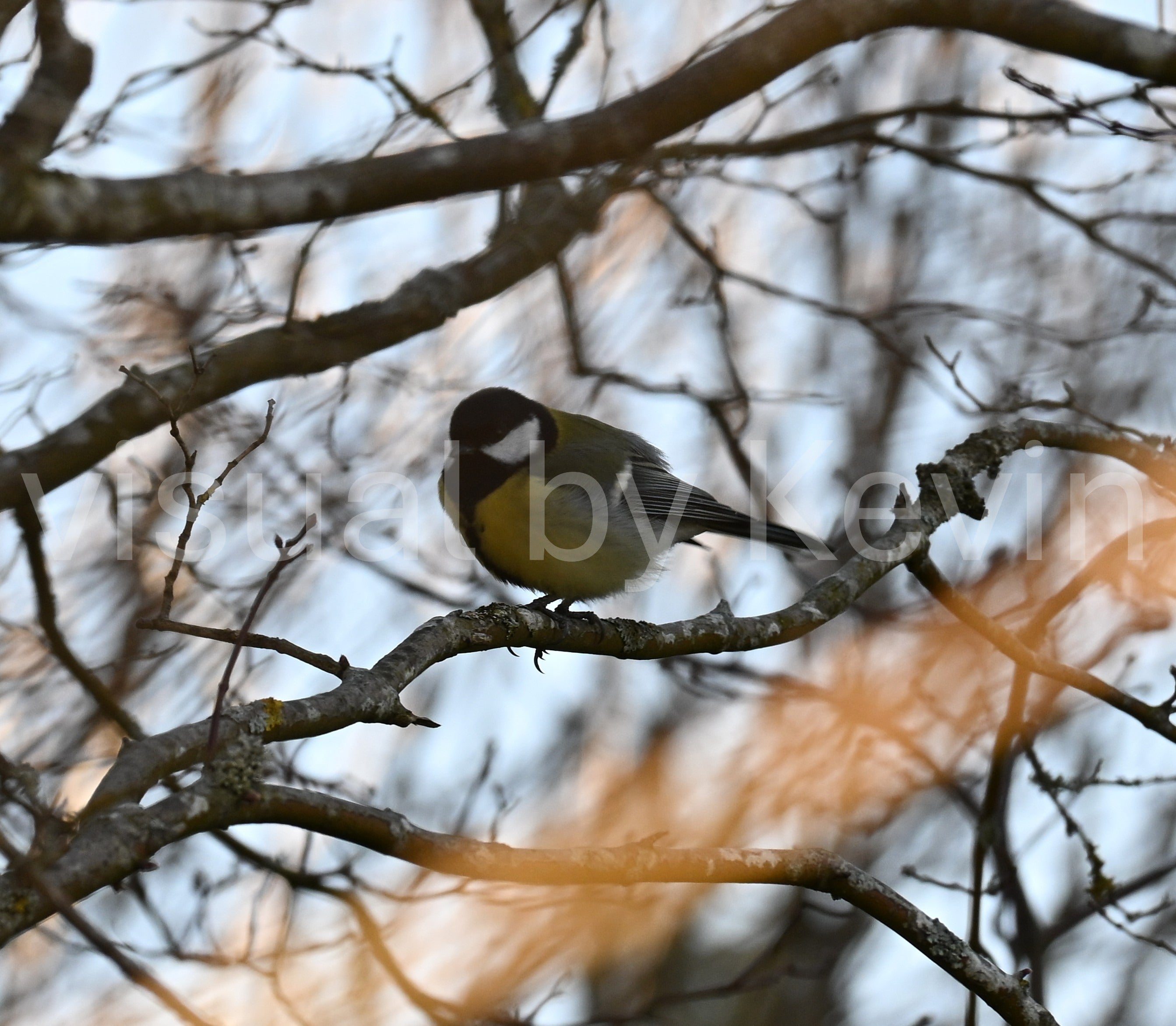 Bird sitting between branches