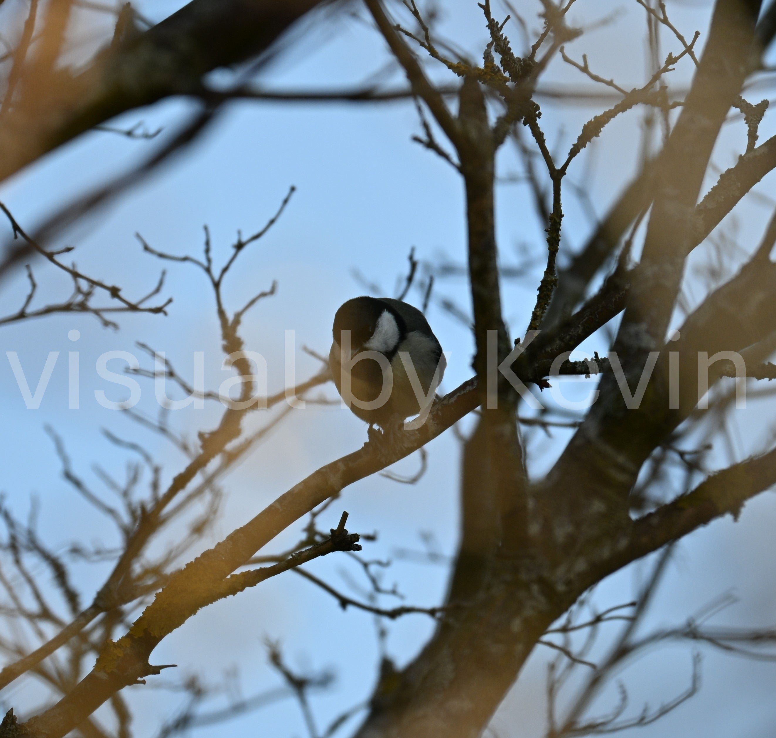 Bird sitting among branches with blue sky