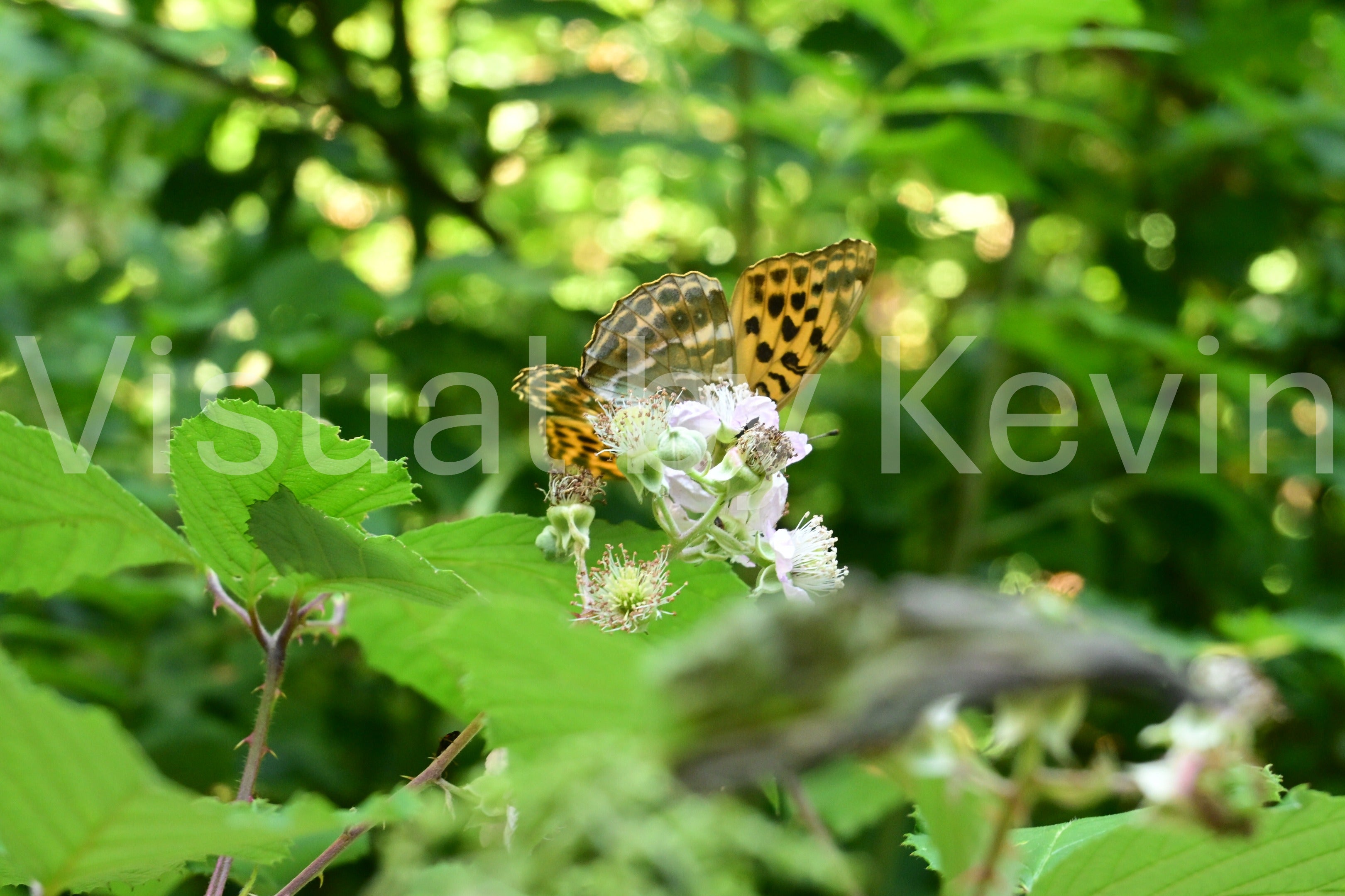 Butterfly on a blossom in the forest