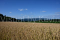Weizenfeld unter weitem Sommerhimmel