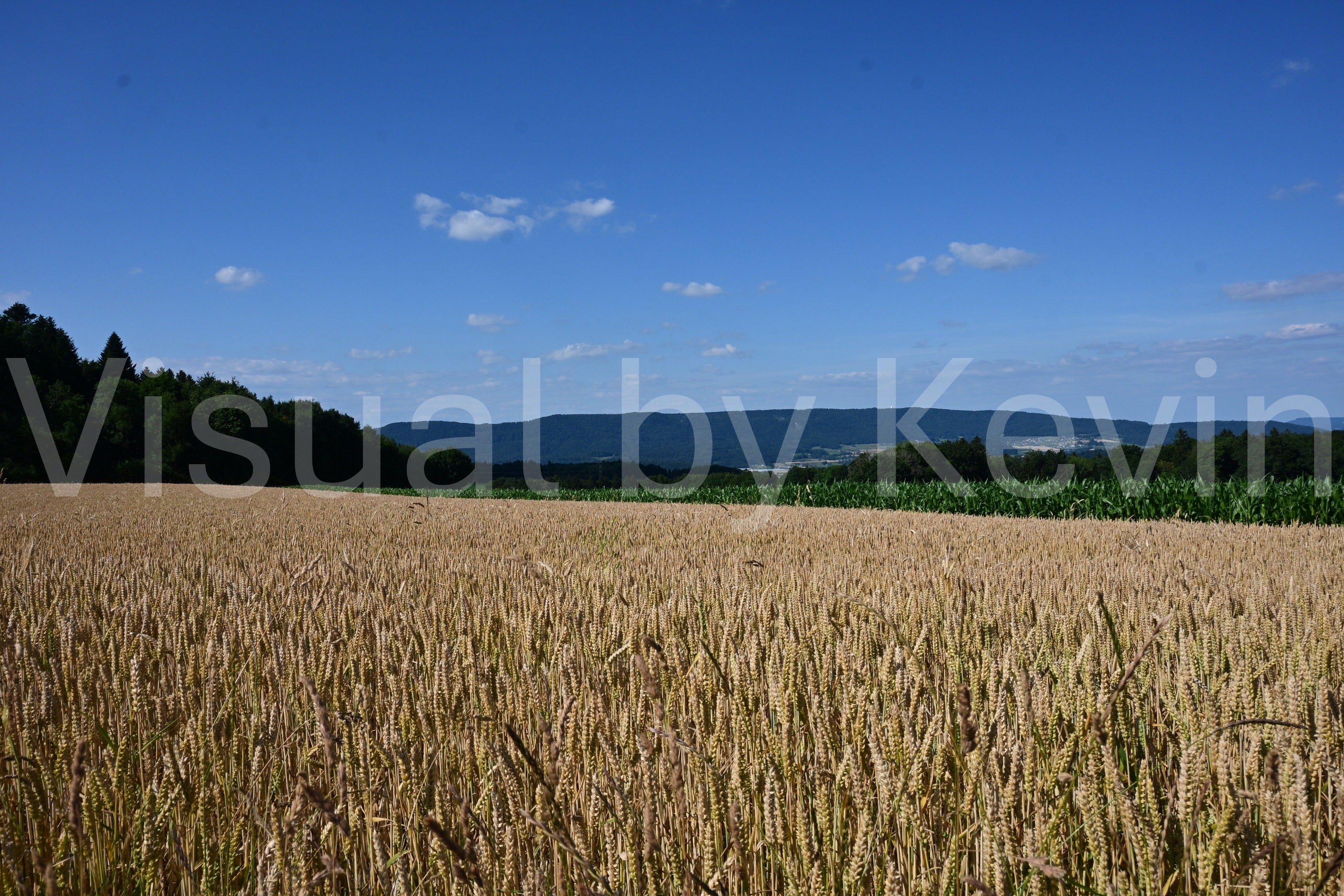 Weizenfeld unter weitem Sommerhimmel