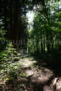 Sonnenflecken auf Waldboden