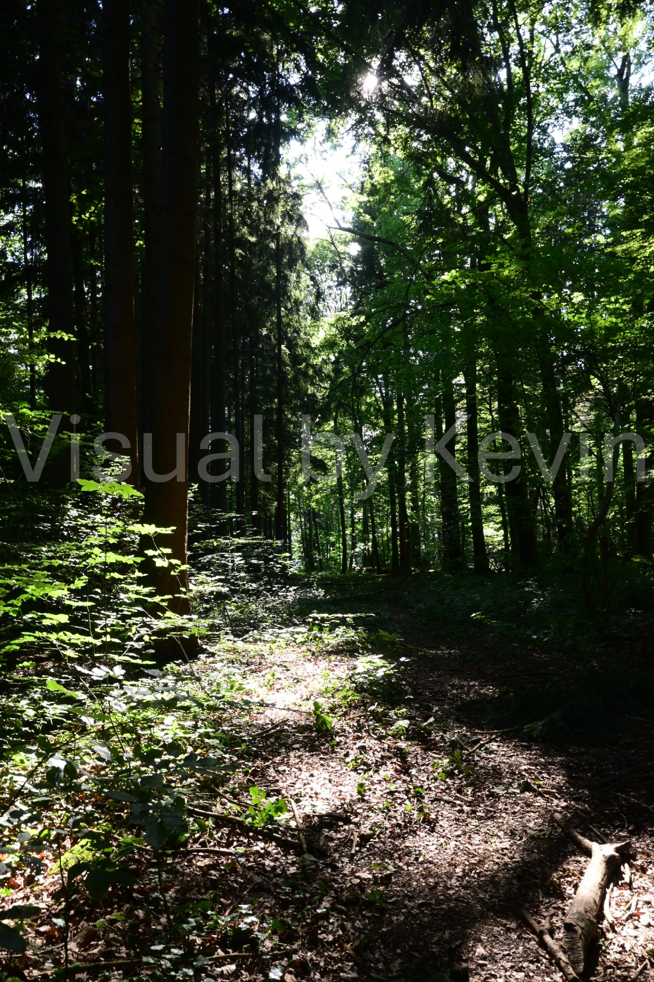 Sunspots on forest floor