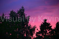 Tree silhouettes at sunset