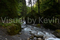 Bach im dichten Wald