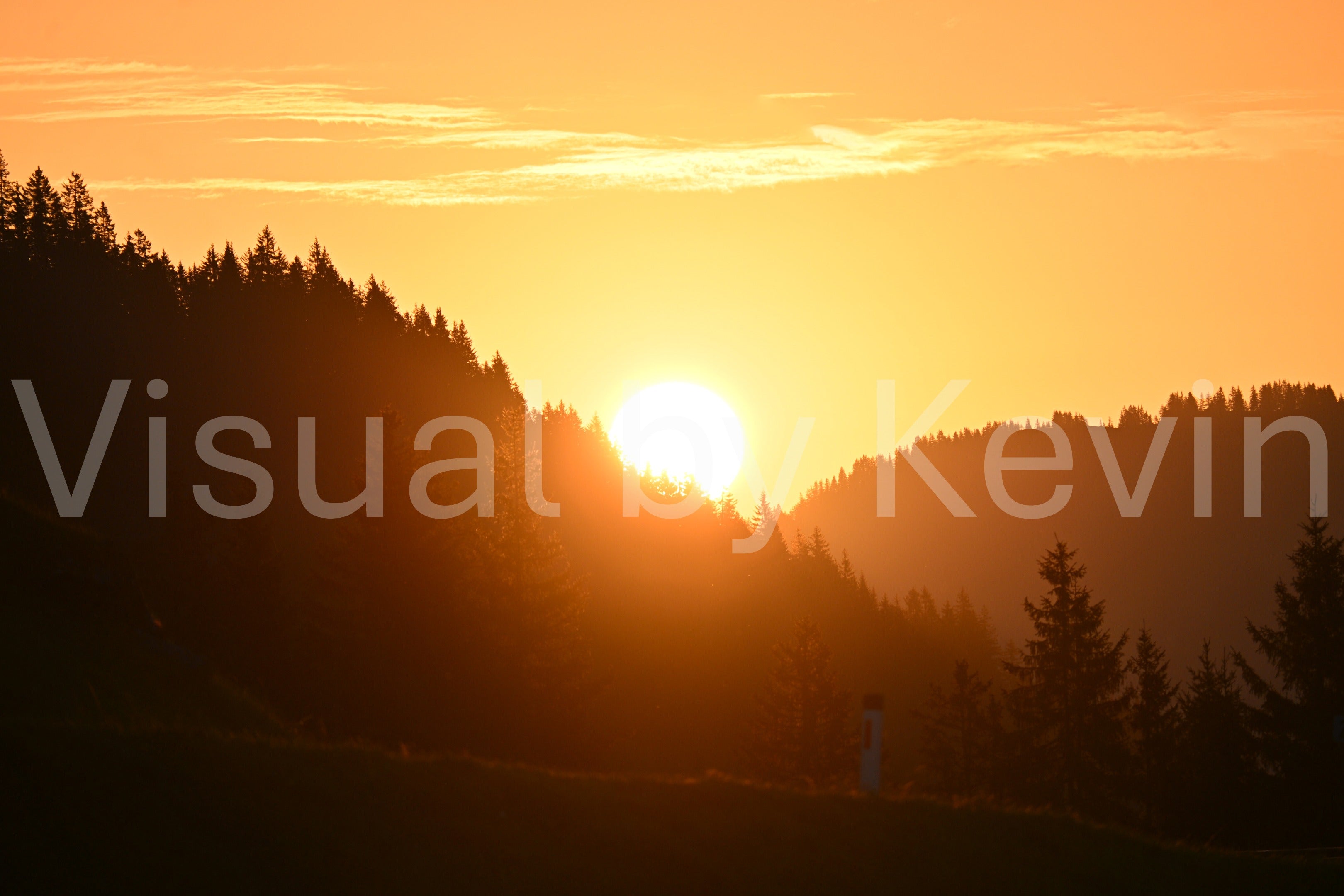 Abendlicht im Profil der Bäume