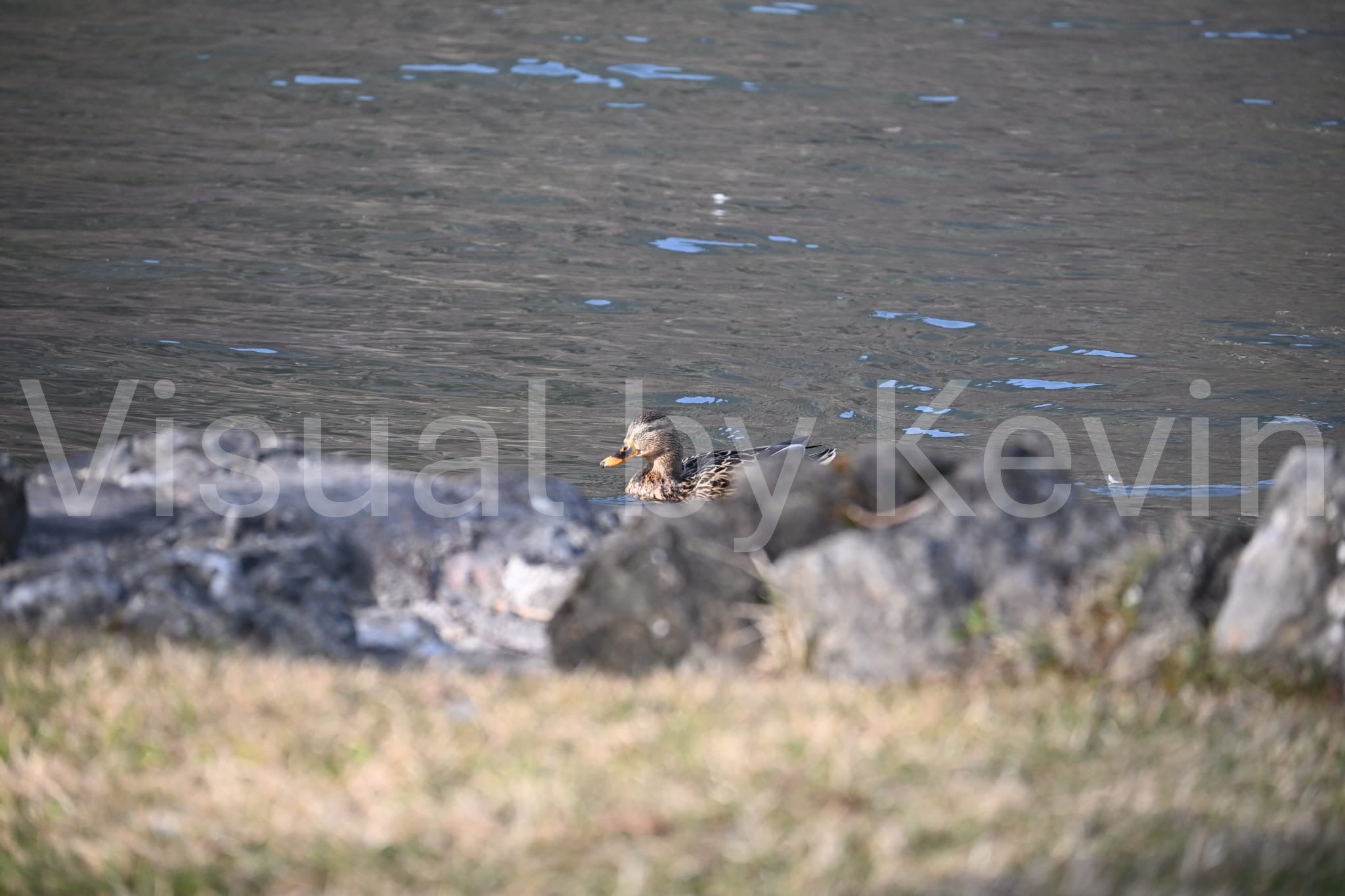 Duck near the rocky shore
