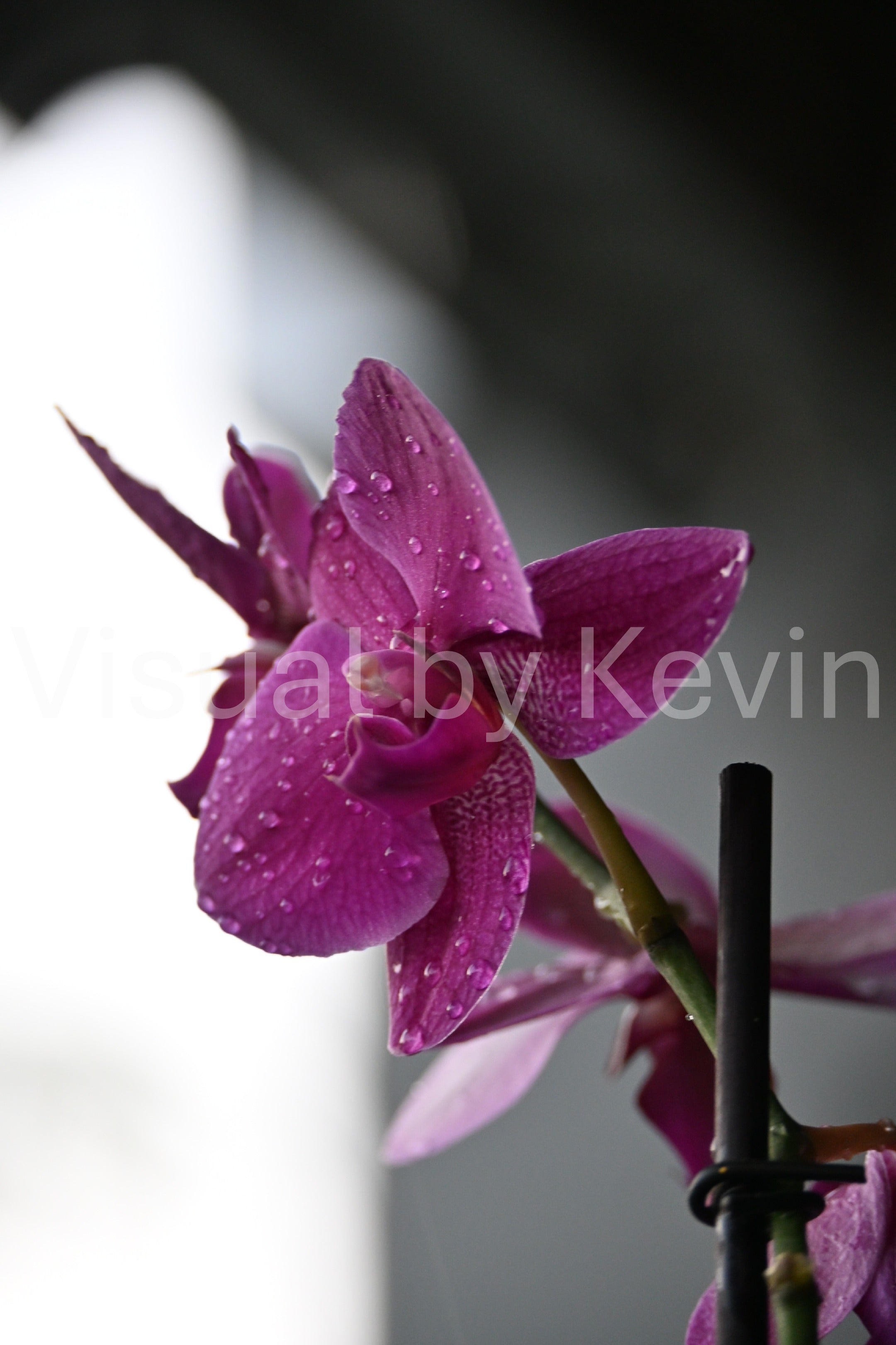 Violette Orchidee im Regen