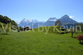 Frühlingswiese vor den Alpen