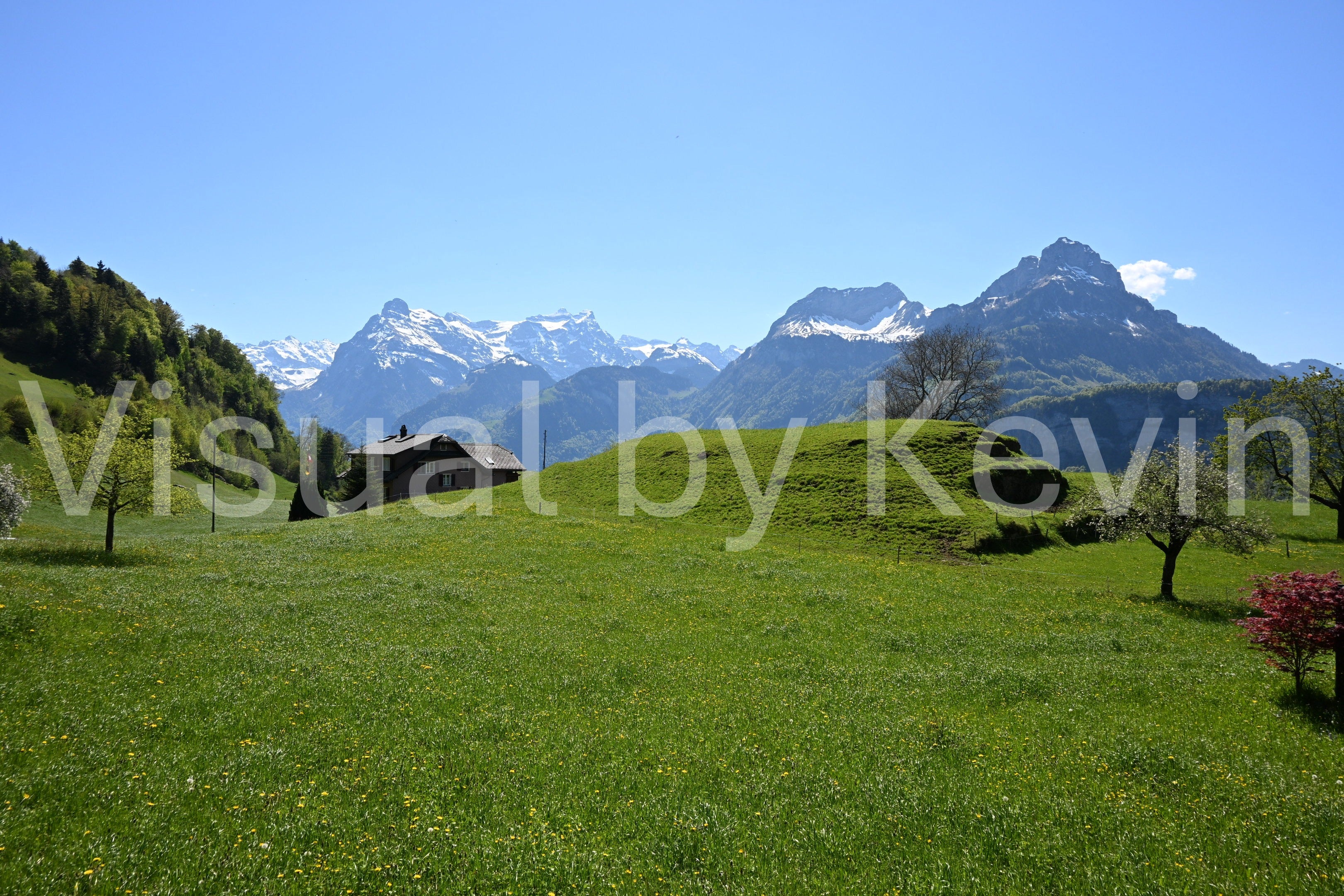 Frühlingswiese vor den Alpen