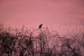 Vogelsilhouette im Zentrum bei Sonnenuntergang