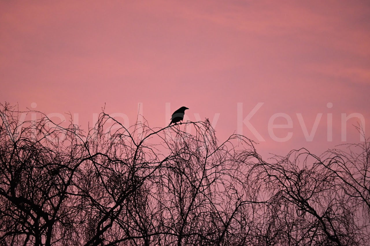 Vogelsilhouette im Zentrum bei Sonnenuntergang